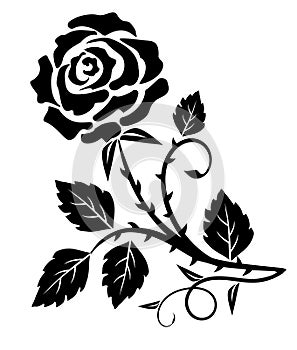 Decorative rose thorn photo