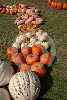 Decorative row display with pumpkins, gourds and squash of different varieties from the fresh harvest on garden grass ground