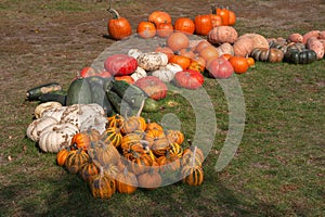 Decorative row display with pumpkins and squash