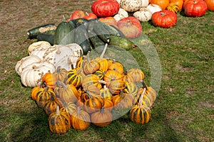 Decorative row display with pumpkins and squash photo