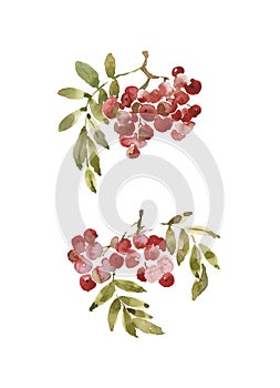 Decorative rowan winds to decorate greeting invitation cards - watercolor illustr