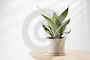 Decorative sansevieria plant