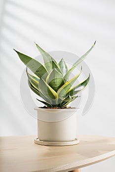 Decorative sansevieria plant photo