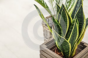 Decorative sansevieria plant on floor photo