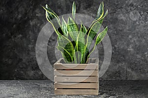 Decorative sansevieria plant on grey table