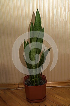 Decorative sansevieria plant in room photo