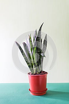 Decorative sansevieria in room interior photo