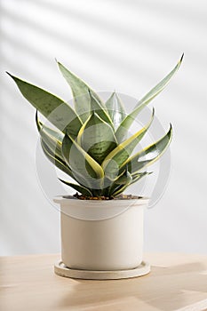 Snake plant photo