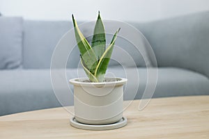 Decorative sansevieria plant on wooden table photo