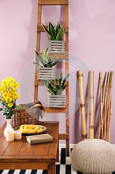 Decorative sansevieria plants in interior of room