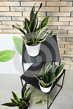Decorative sansevieria plants in interior of room