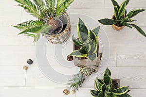 Decorative sansevieria plants with pineapple on floor