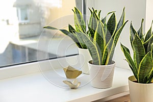 Decorative sansevieria plants on windowsill