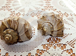 Decorative sea shells