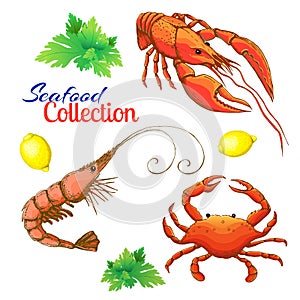Decorative seafood set. realistic sketched prawn or shrimp, lobster, crayfish and crab with lemon and bunch of parsley