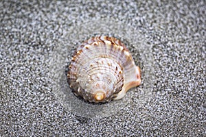 A decorative seashell lies in the sand, beach of the Pacific Ocean, New Zealand