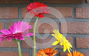 Decorative shelf on brick wall with colorful Gerbera dasies in glass vase close-up
