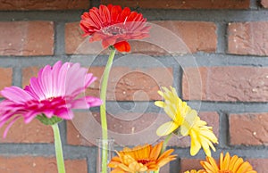 Decorative shelf on brick wall with colorful Gerbera dasies in glass vase close-up