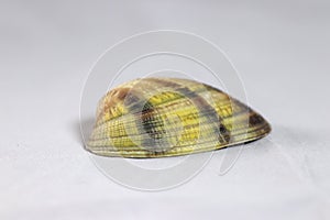 Decorative shells of sea creatures