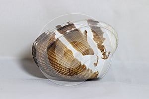 Decorative shells of sea creatures