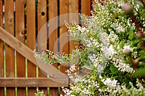 Decorative shrub, deutzia gracilis, against wooden fence.