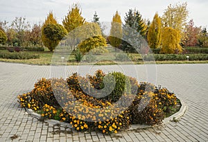 Decorative shrubs, autumn foliage, botanical garden