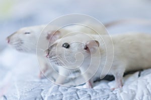 Decorative Siamese rat in the hands of a woman