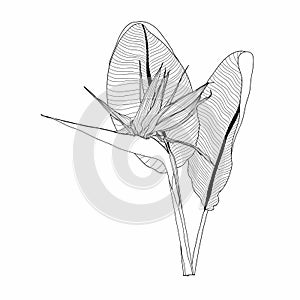 Decorative simple line strelitzia flowers bouquet, design elements. Can be used for cards, invitations.