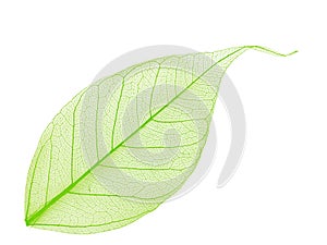 Decorative skeleton leaf