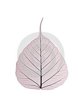 Decorative skeleton leaf