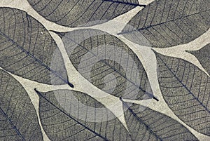 Decorative skeleton leaf