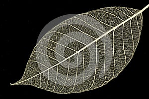 Decorative skeleton leaf