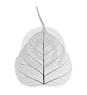 Decorative skeleton leaf isolated