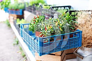 Decorative small colorful jalapeno peppers grow in pots in home mini garden.
