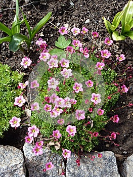 Decorative small flowers - the view from the top