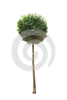 Decorative small tree isolated on white background