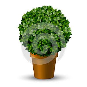 Decorative spherical boxwood in a pot