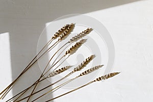 Decorative spikes of wheat gold colored on light. Golden painted ears metallic colored