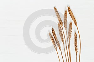 Decorative spikes of wheat gold colored on light. Golden painted ears metallic colored. Creative layout with copy space