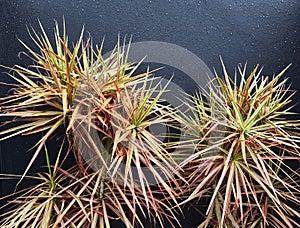 Decorative Spinifex Shrub With Spikey leaves