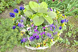 Decorative spring flowers viola cornuta in vibrant violet and yellow color, purple yellow pansies