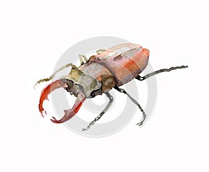 Decorative stag beetle, lucanus male with red horns, rare european insect