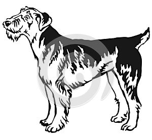 Decorative standing portrait of Airedale Terrier