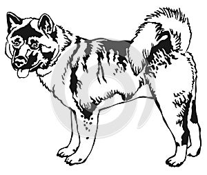 Decorative standing portrait of American akita vector