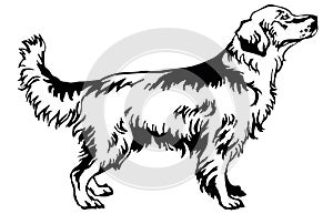 Decorative standing portrait of dog golden retriever, vector ill