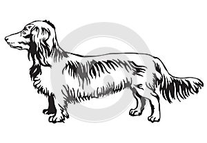 Decorative standing portrait of dog Long-haired Dachshund vector