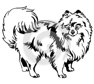 Decorative standing portrait of Dog Pomeranian Spitz vector il photo
