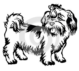 Decorative standing portrait of dog shih-tzu, vector