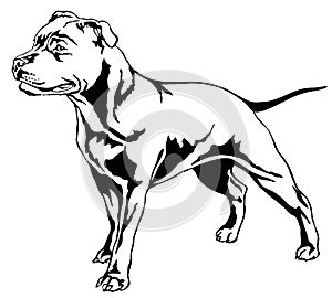 Decorative standing portrait of dog Staffordshire Bull Terrier v