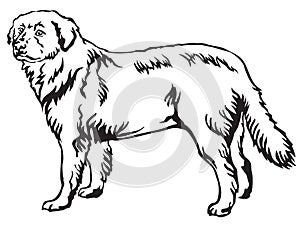 Decorative standing portrait of Maremma Sheepdog vector illustration